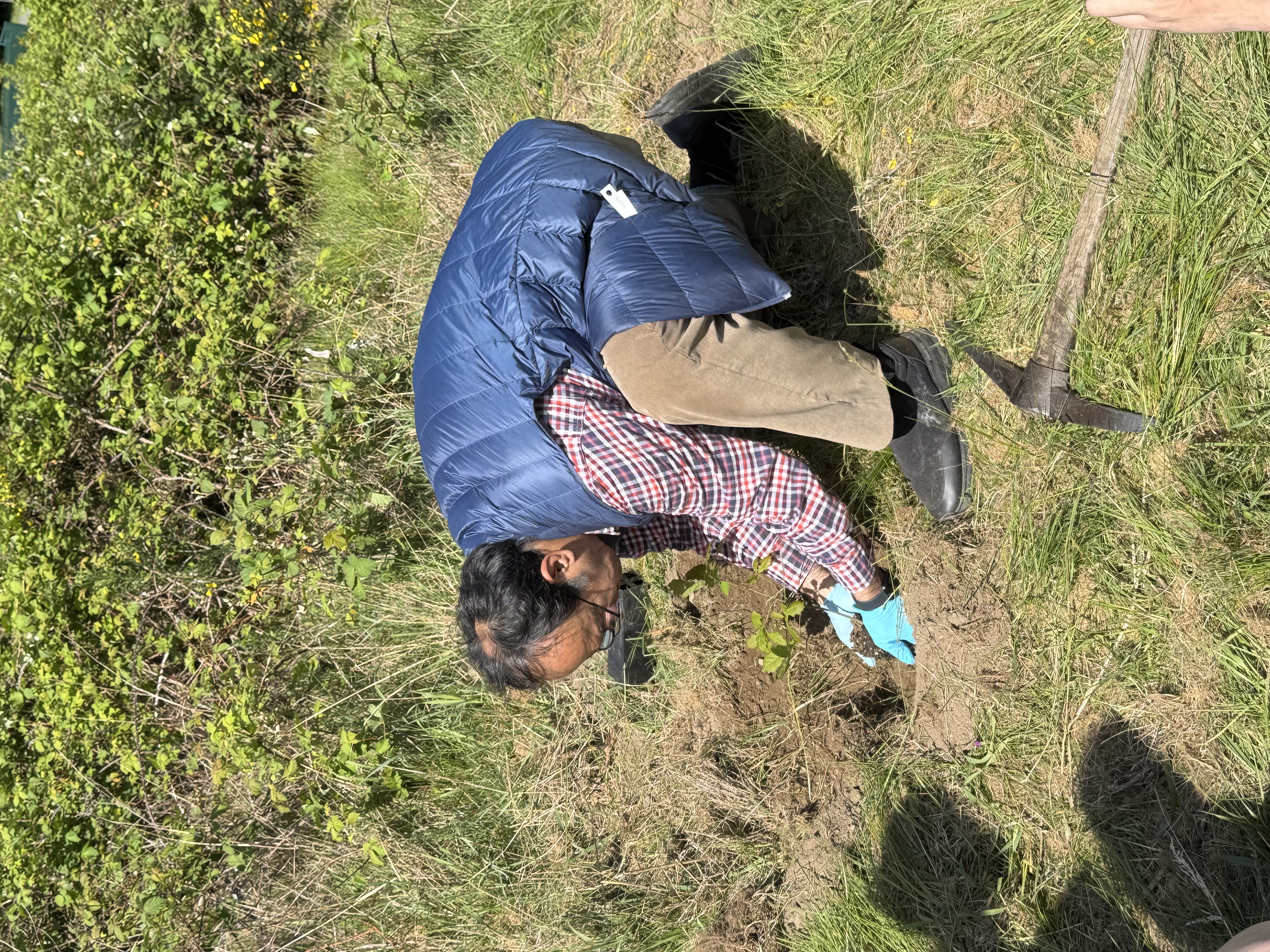 photo of a man with blue lab gloves and a navy blue puffer jacket lowering a sapling into a hole surrounded by grass and green foliage