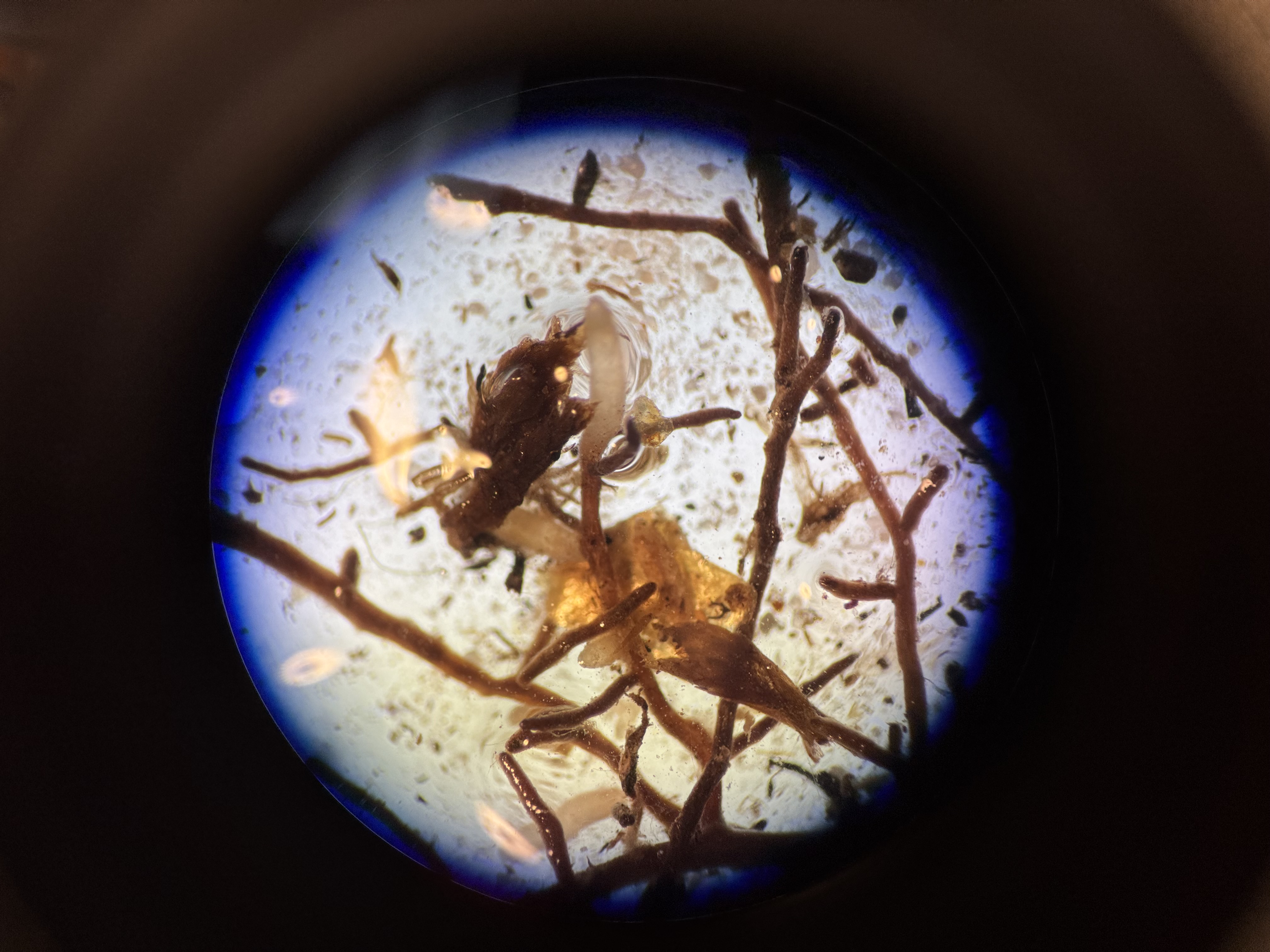 photo of oak tree roots under a microscope