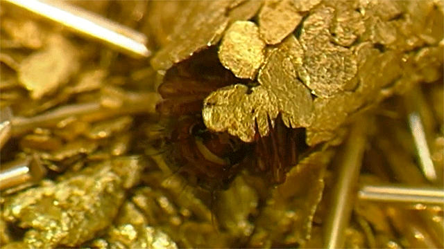 an animation of a caddishfly larvae manipulating a fleck of gold while building itself a cocoon