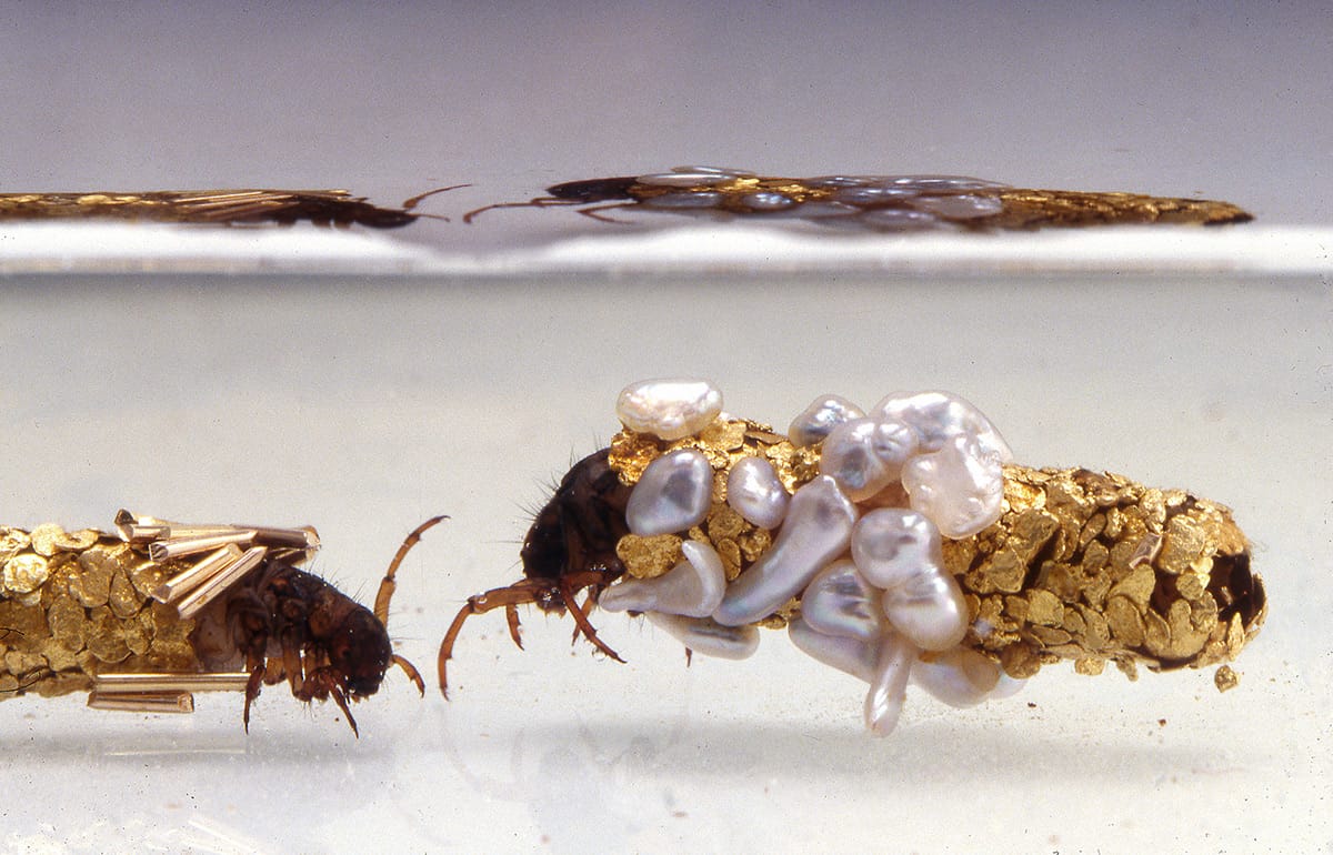 photo of two caddishfly larvae with gold and pearl gilded cocoons facing each other
